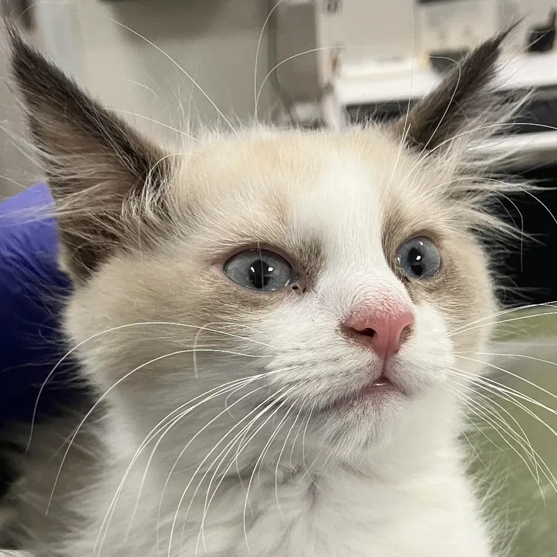 A baby small-sized female Domestic Short Hair cat named 112377 for adoption in Las Cruces, NM