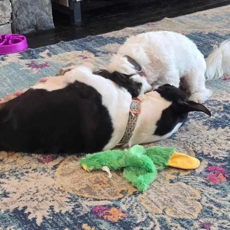 Collette thumbnail 3