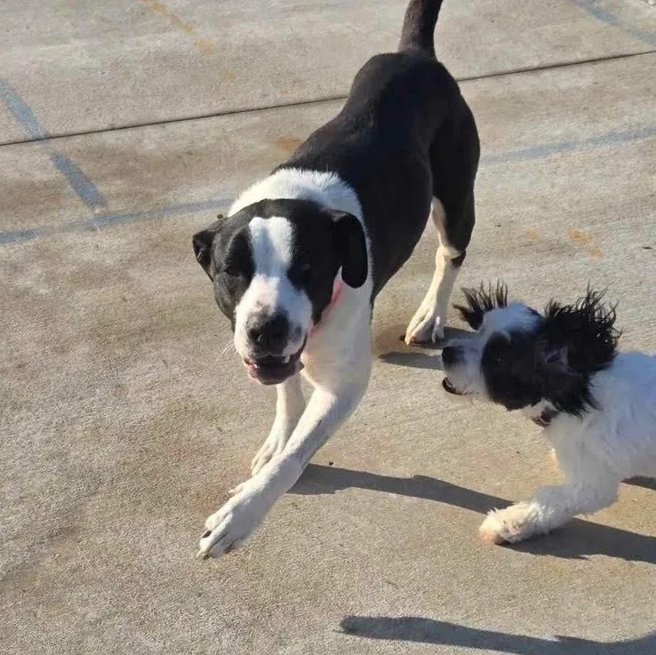 Collette thumbnail 4