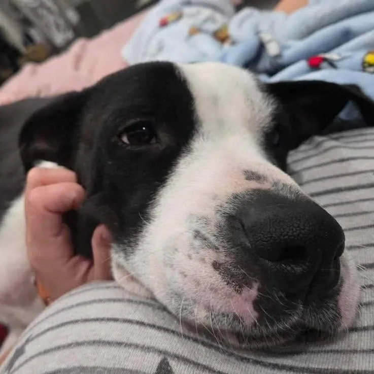 Collette thumbnail 5