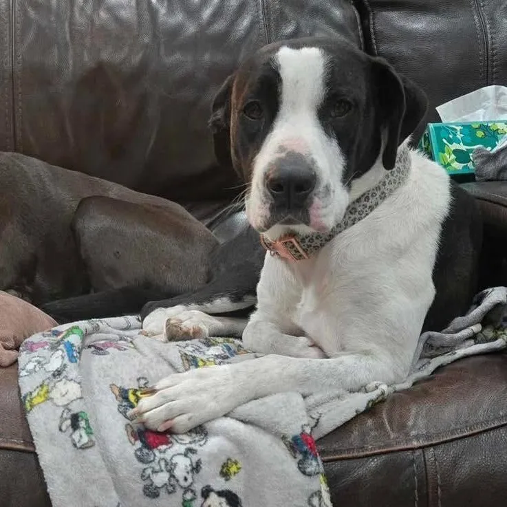 Collette thumbnail 6