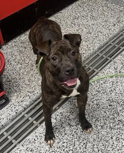 An adult large-sized female Mixed Breed dog named Gabriella for adoption in West Chester, PA