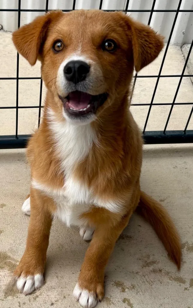 A baby medium-sized male Retriever dog named Rafik for adoption in Fort Lupton, CO