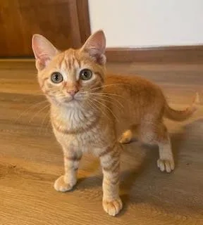 A baby medium-sized female Orange & White Tabby cat named Georgia Peach for adoption in Kenhorst, PA