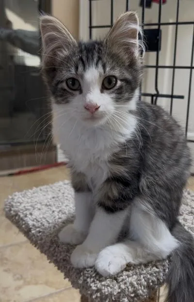 A baby medium-sized male Tabby (Brown / Chocolate) Domestic Short Hair cat named Scout for adoption in Mokena, IL