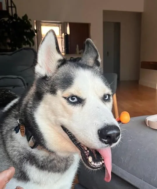 Moona