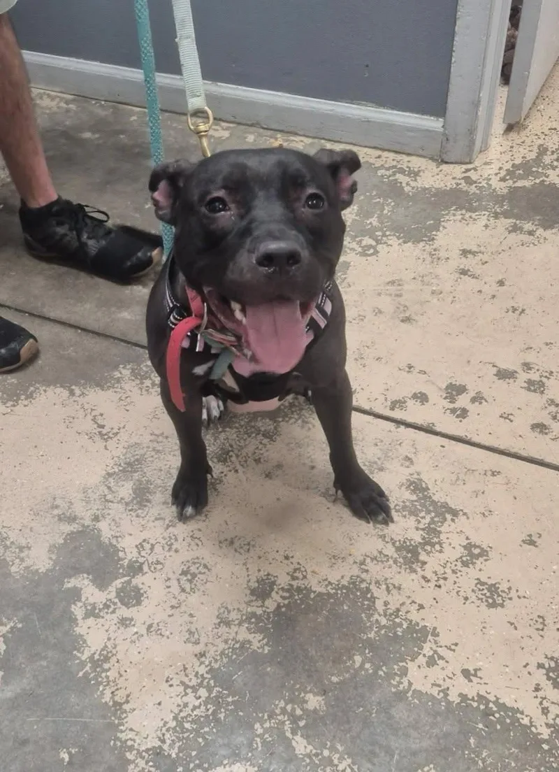 A young medium-sized female Black Mixed Breed dog named Woofie Goldberg for adoption in Saint Marys, PA