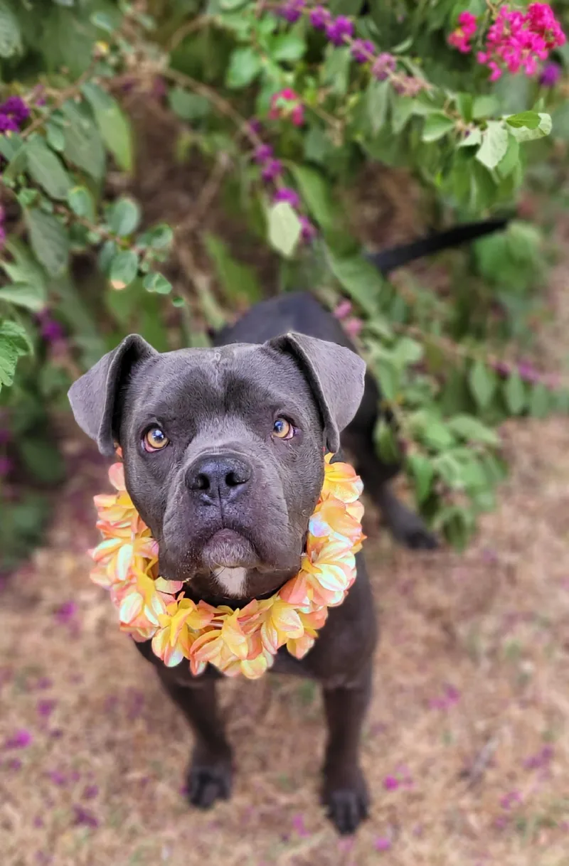 A young medium-sized female American Bully dog named Bella for adoption in Vernon, TX
