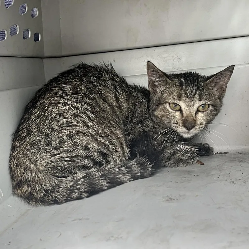 A baby small-sized female Brown / Chocolate Domestic Short Hair cat named Valvie for adoption in Lake Jackson, TX