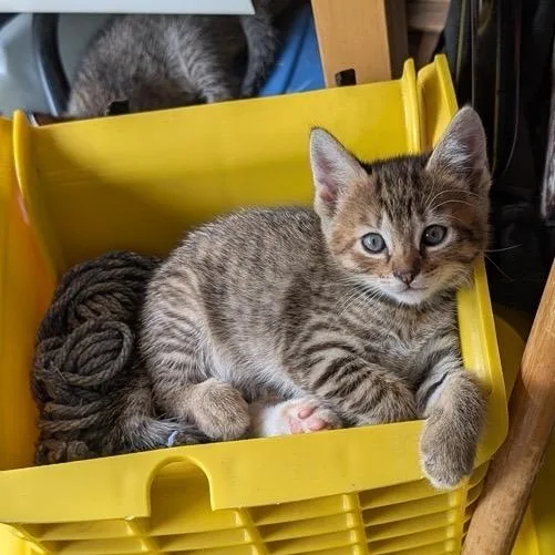 A baby small-sized female Gray / Blue / Silver American Shorthair cat named Ms. Orange for adoption in Freeport, FL