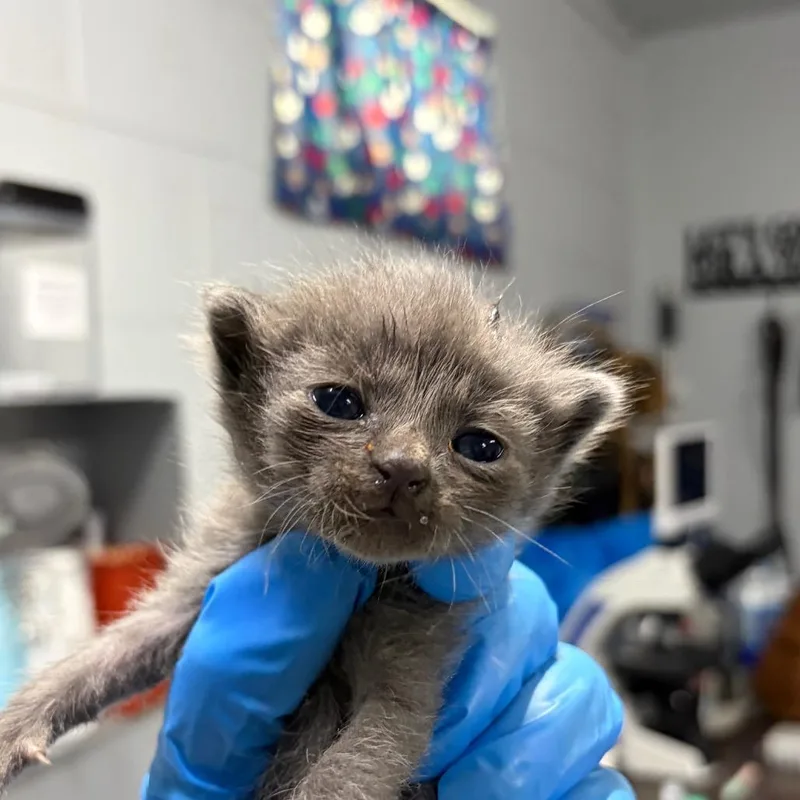 A baby small-sized female Gray / Blue / Silver Domestic Short Hair cat named Air for adoption in Summerville, SC