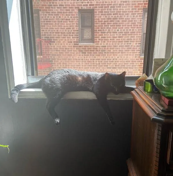 A senior medium-sized male Domestic Short Hair cat named Felix for adoption in Ridgewood, NY