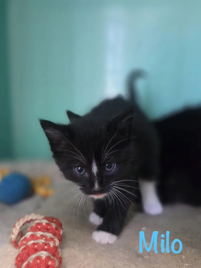 Milo