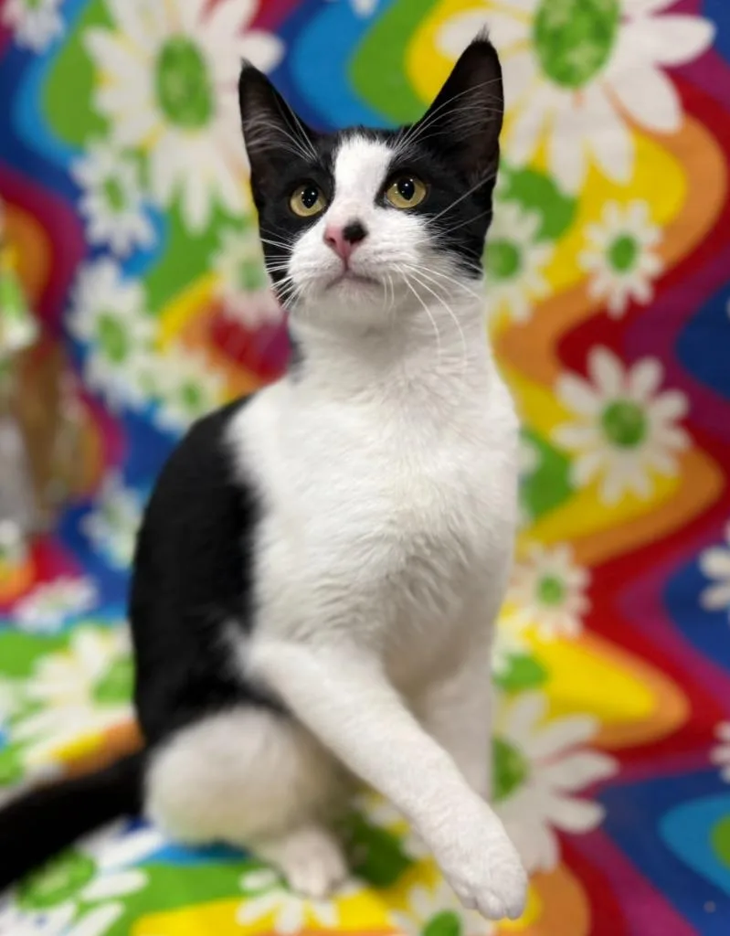 A baby small-sized female Domestic Short Hair cat named Sarasota for adoption in Corpus Christi, TX