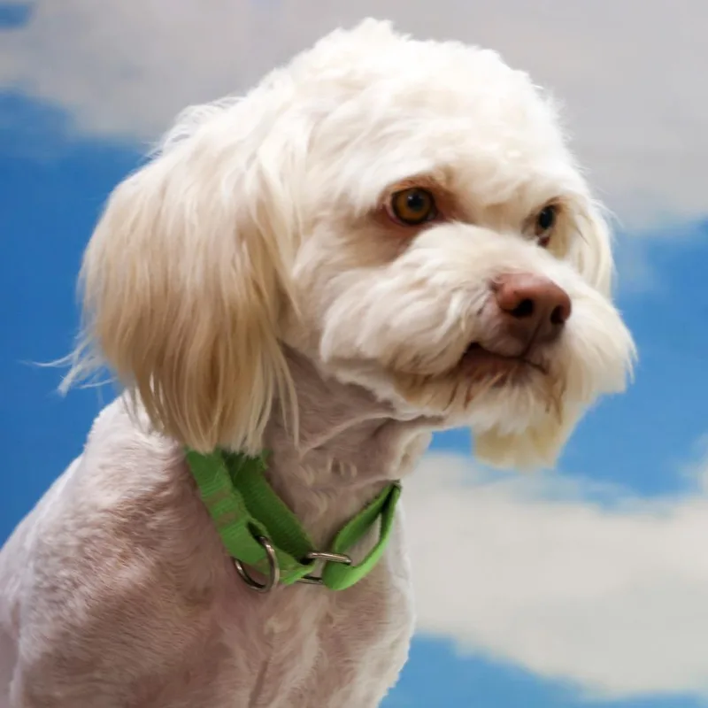A senior small-sized male White / Cream Shih Tzu dog named Lewy for adoption in Casa Grande, AZ