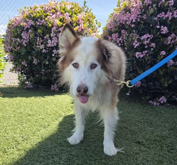 A senior large-sized female Siberian Husky dog named Mini for adoption in San Diego, CA