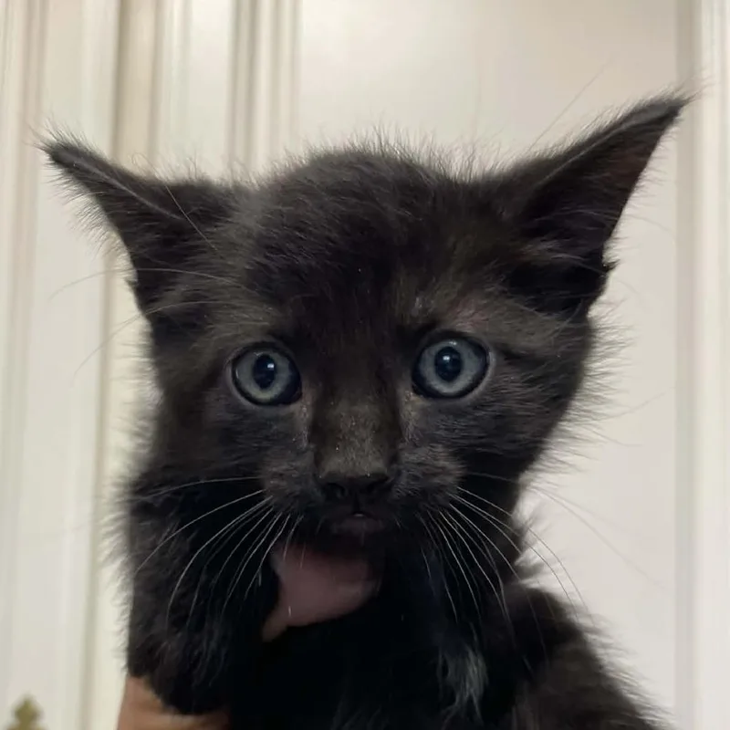 A baby small-sized male Black Domestic Short Hair cat named Concord for adoption in Hemet, CA