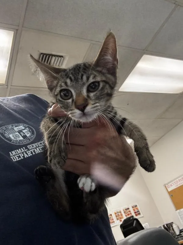 A baby small-sized male Domestic Short Hair cat named Mick for adoption in Van Nuys, CA