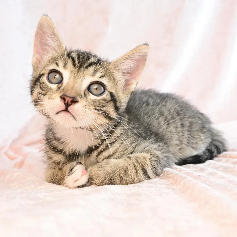 A baby small-sized male Gray / Blue / Silver Domestic Short Hair cat named Jimbo for adoption in Mobile, AL