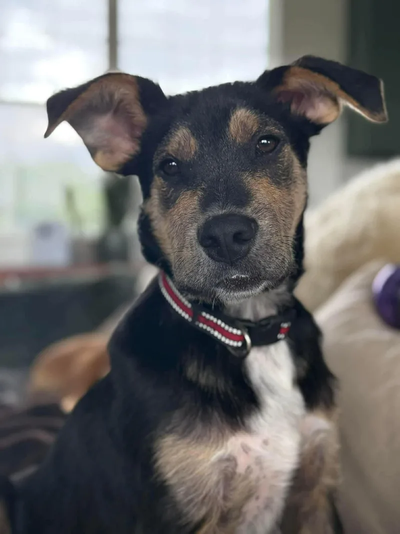 A baby medium-sized male Mixed Breed dog named Clifford Cs for adoption in Columbia, MD