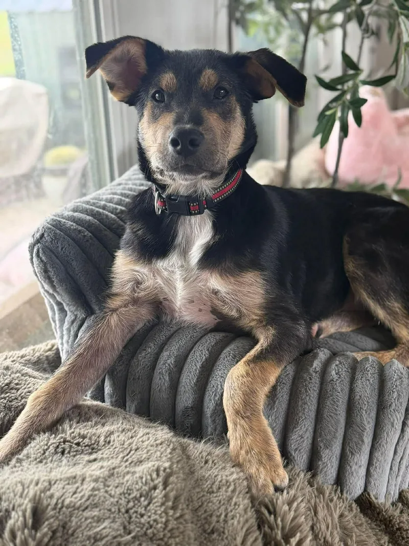 Clifford Cs thumbnail 2