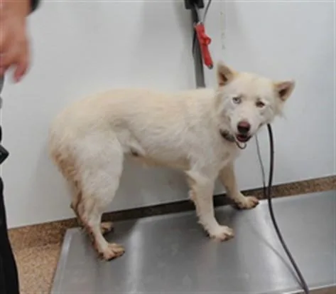 An adult medium-sized female Husky dog named Snowball for adoption in Albuquerque, NM