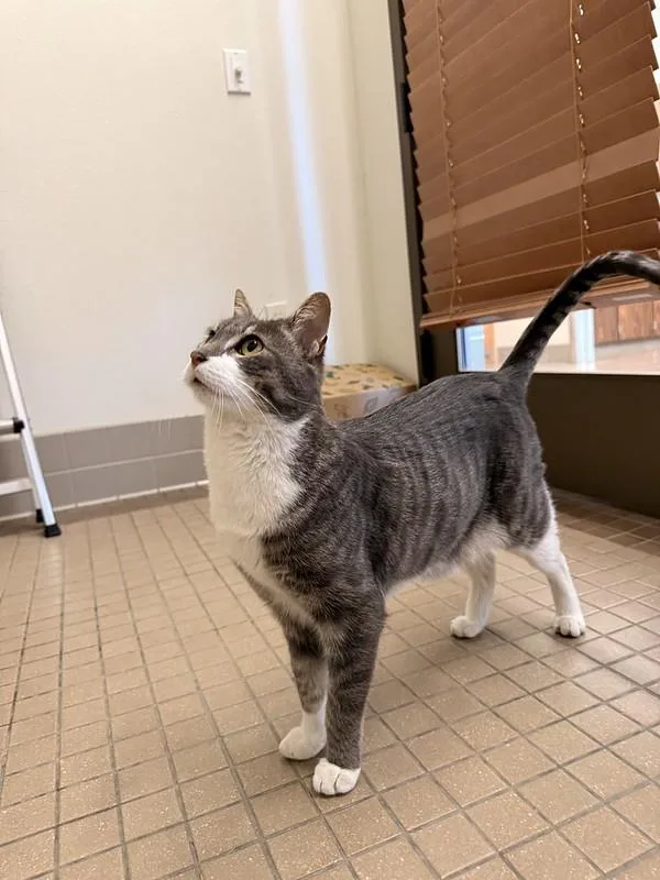 An adult medium-sized male Domestic Short Hair cat named Mr. Pibbs for adoption in Truckee, CA
