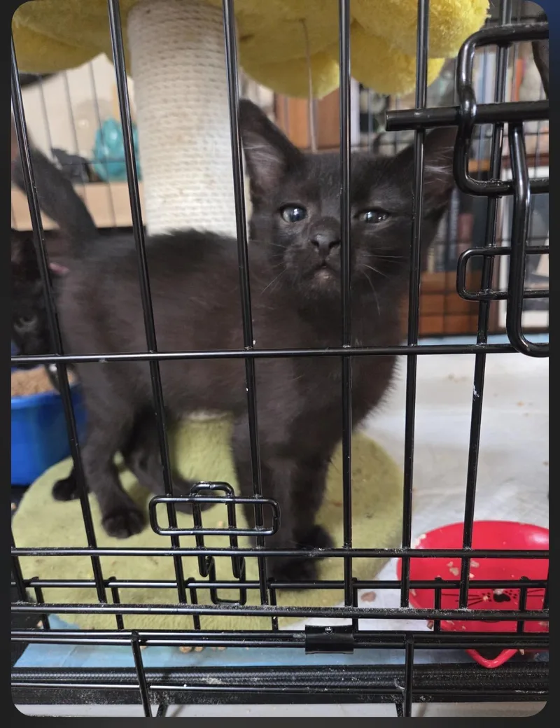A baby medium-sized male Black Domestic Short Hair cat named Kitkat for adoption in Oceanside, CA