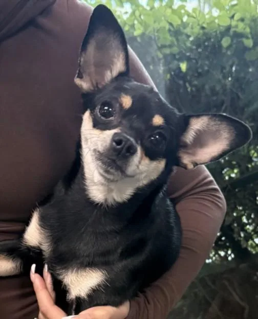 A young small-sized female Chihuahua dog named Cool Whip for adoption in Chatsworth, CA