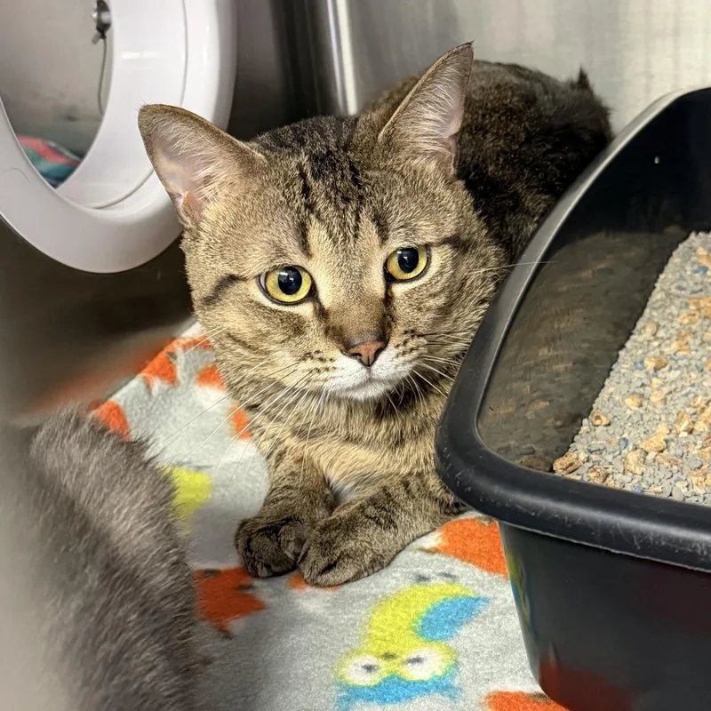 A young medium-sized male Domestic Short Hair cat named Squeak for adoption in Mount Pleasant, MI