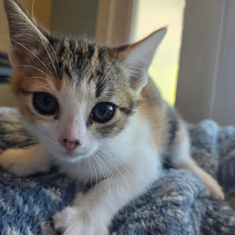 A baby small-sized female Brown / Chocolate Domestic Short Hair cat named Quesadilla for adoption in Brea, CA
