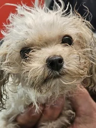 A baby small-sized female Maltese dog named Tinkerbell Fka Dog for adoption in West Chester, PA
