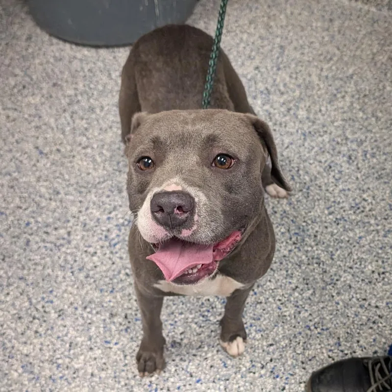 An adult medium-sized female Gray / Blue / Silver Mixed Breed dog named Cai for adoption in Greenville, SC