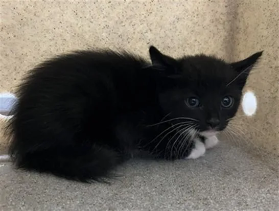A baby medium-sized female Domestic Short Hair cat named Ginger for adoption in Lancaster, CA