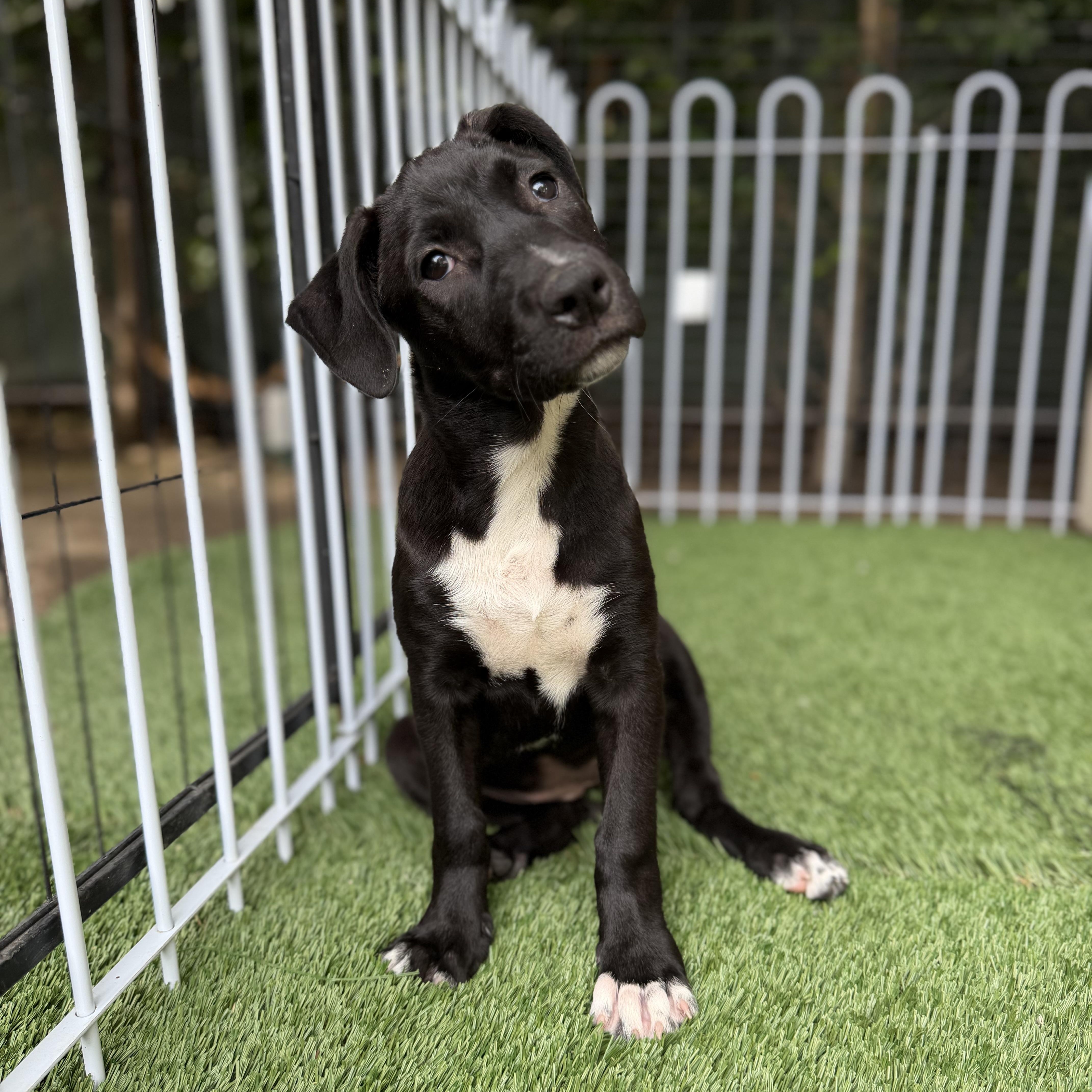 A baby medium-sized female Pit Bull Terrier dog named Carol for adoption in Burbank, CA