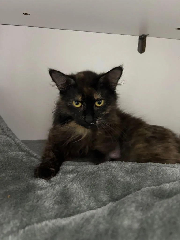 A young small-sized female Domestic Long Hair cat named Catnip Cypress for adoption in East Ridge, TN
