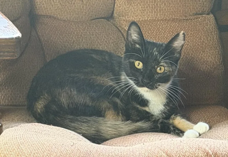 A young medium-sized female Tortoiseshell cat named Snickers for adoption in Aitkin, MN