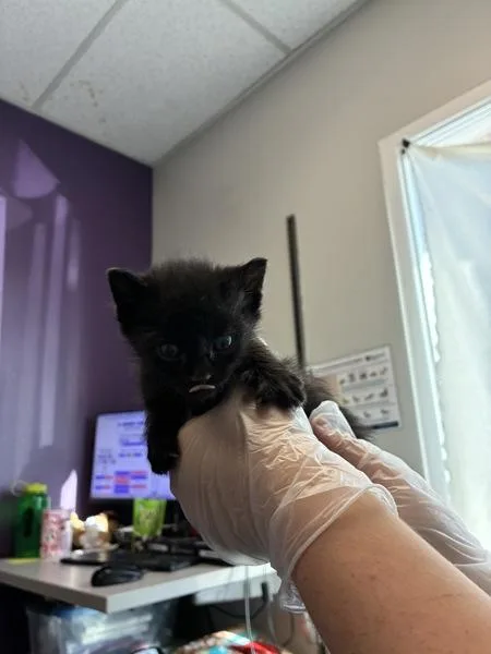 A baby medium-sized male Domestic Short Hair cat named Diego for adoption in Salt Lake City, UT