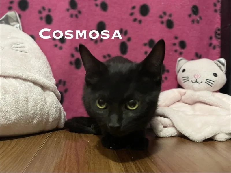 A baby small-sized female Black Domestic Short Hair cat named Cosmosa for adoption in El Centro, CA