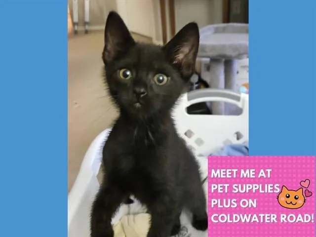 A baby small-sized male Domestic Short Hair cat named Dozer for adoption in Fort Wayne, IN