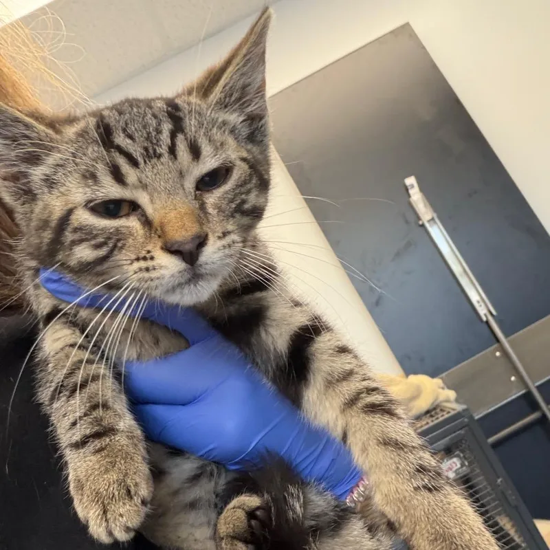 A baby small-sized male Black Domestic Short Hair cat named Dynamite for adoption in Watertown, NY