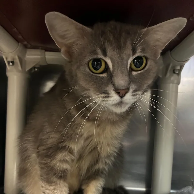 An adult medium-sized female Gray / Blue / Silver Domestic Short Hair cat named Velvet for adoption in Windsor, VA