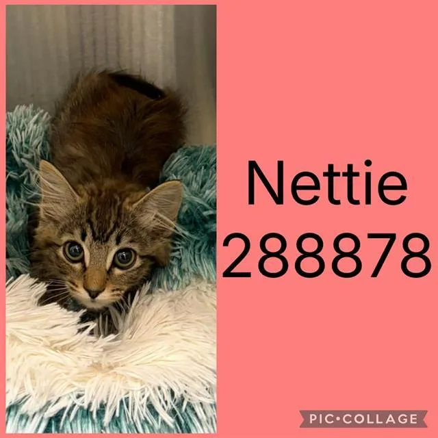 A baby small-sized female Domestic Medium Hair cat named Nettie for adoption in Macon, GA