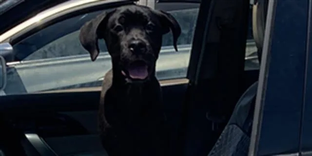 A young small-sized male Labrador Retriever dog named Kodak for adoption in Long Beach, CA