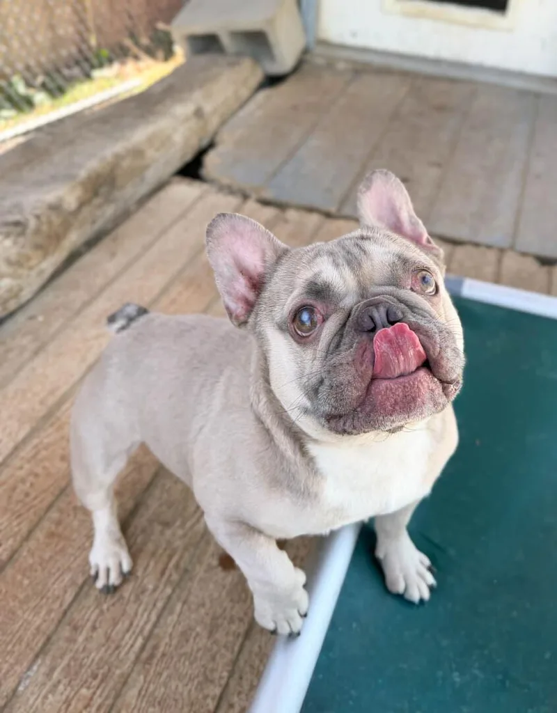 An adult small-sized male French Bulldog dog named Azul for adoption in Windsor, CO