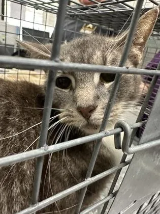 An adult small-sized female Domestic Short Hair cat named Isabelle for adoption in Athens, GA