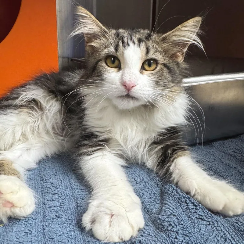 A baby small-sized female Domestic Medium Hair cat named Mao for adoption in Brookfield, WI