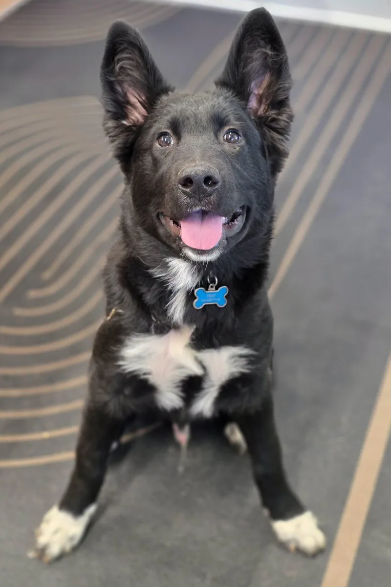 A baby large-sized male Samoyed dog named Ollie for adoption in Shelby, MI