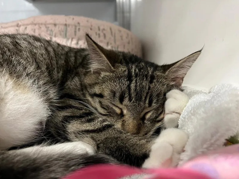 Goldeneye thumbnail 2