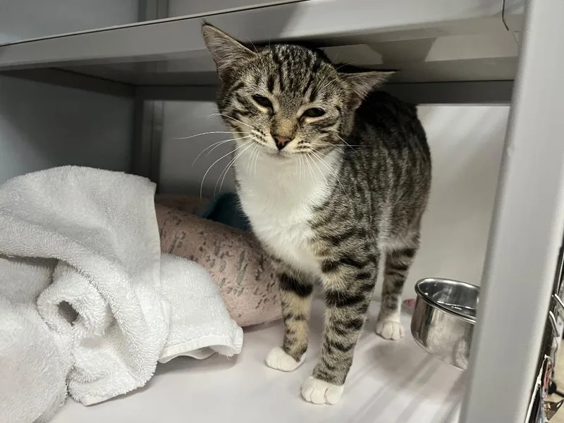 Goldeneye thumbnail 3